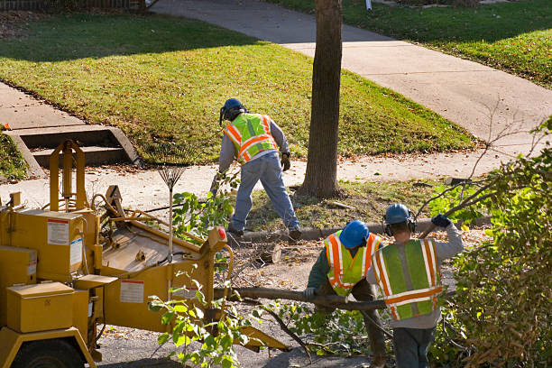 Best Tree and Shrub Care  in Gerber, CA